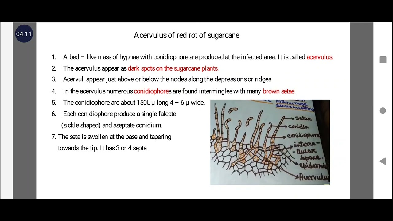 Red Rot of Sugarcane
