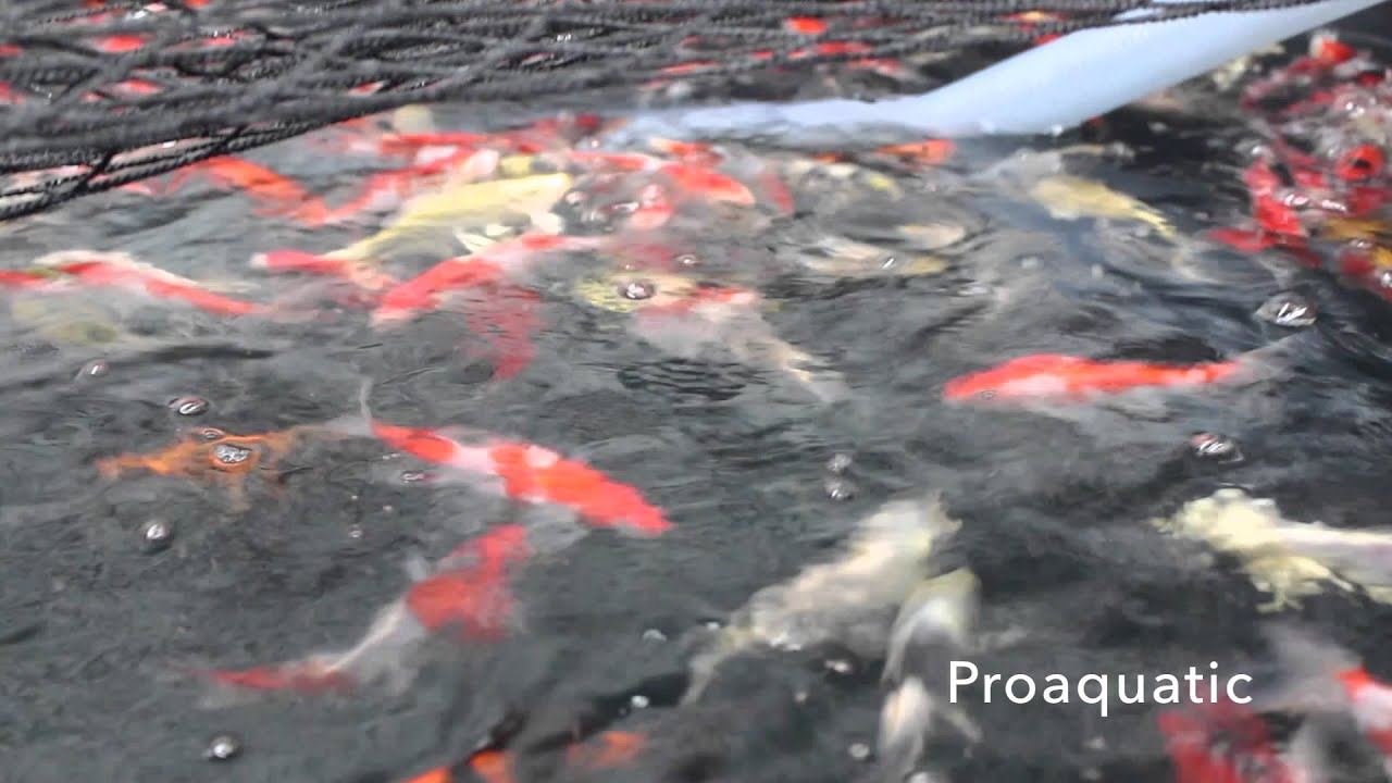 Proaquatic Imported Japanese Koi Fish Canada