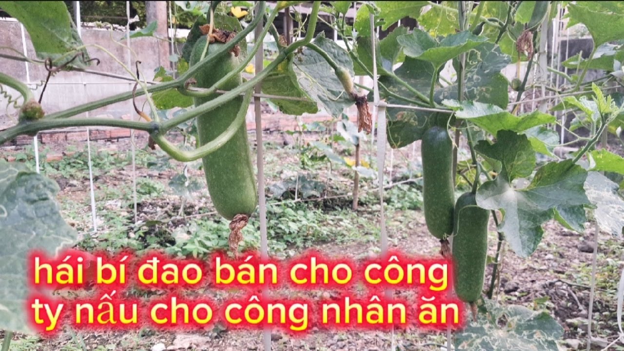 Tập 91, hái bí đao bán cho công ty nấu cho công nhân ăn