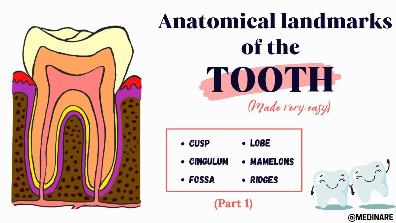 Anatomical landmarks of the tooth | Part 1 | Simplified | Medinare