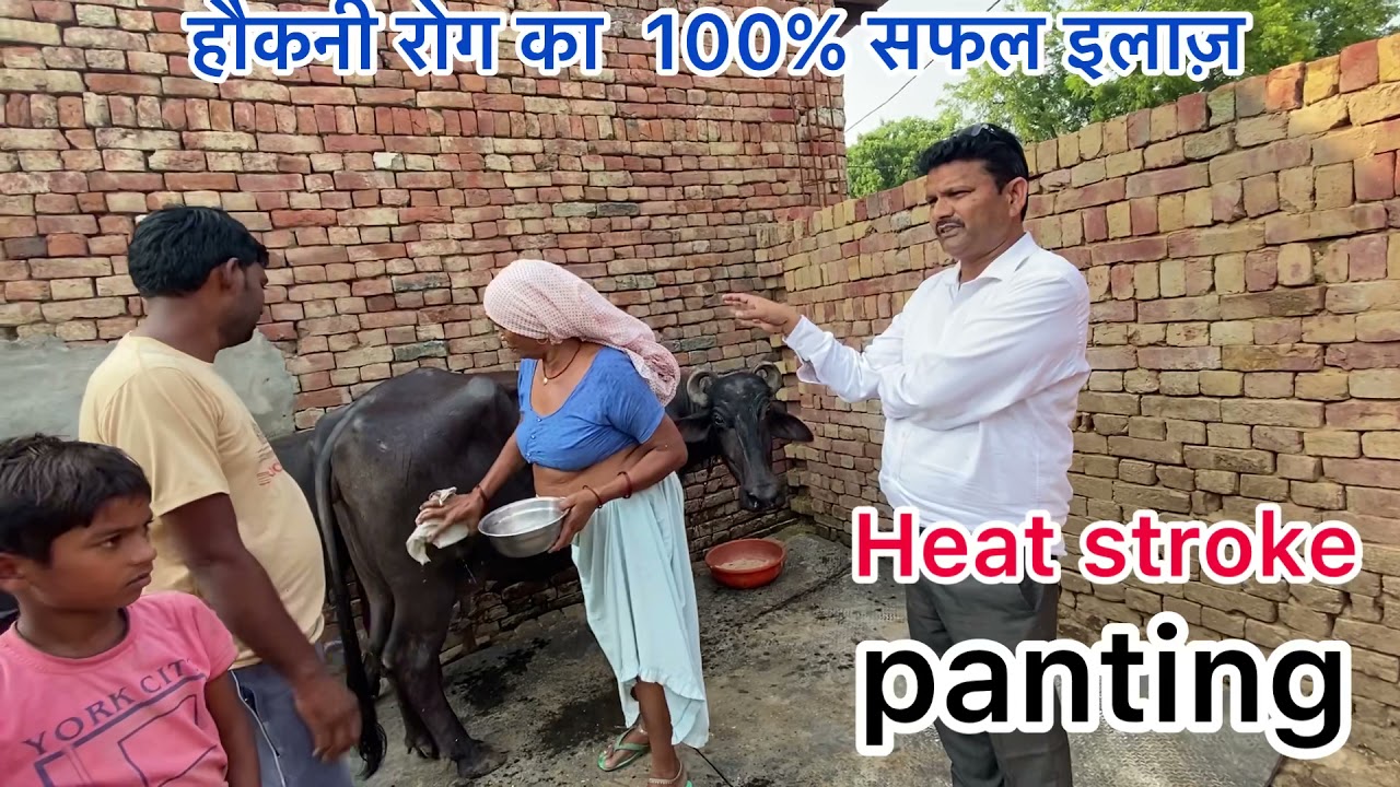 Treatment of heat stroke in cow & buffalo l Panting in cow & buffalo l हौकनी रोग का इलाज़ l dr umar
