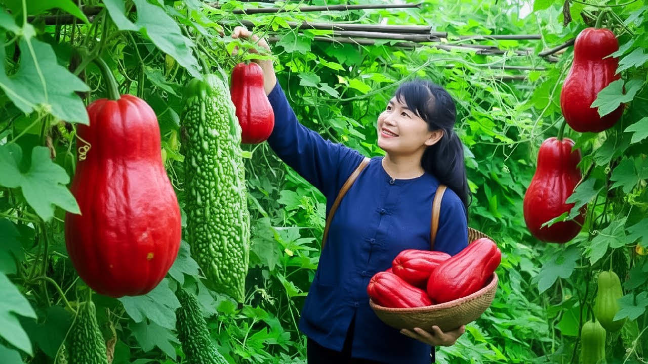 Harvest Red Chayote, goes to the market to sell - Harvesting and Cooking |Tieu Vy Real Life
