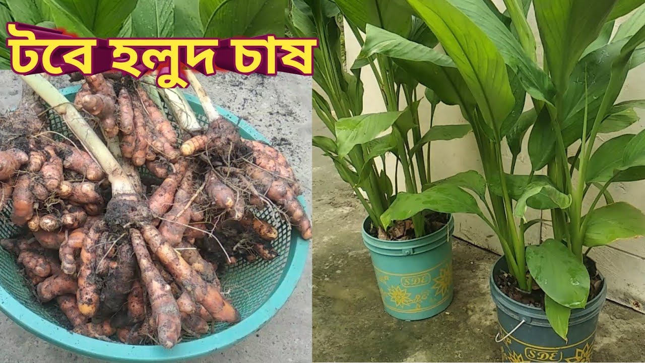 টবে হলুদ চাষ। টবে হলুদ চাষের A to Z! how to grow turmeric in pot!