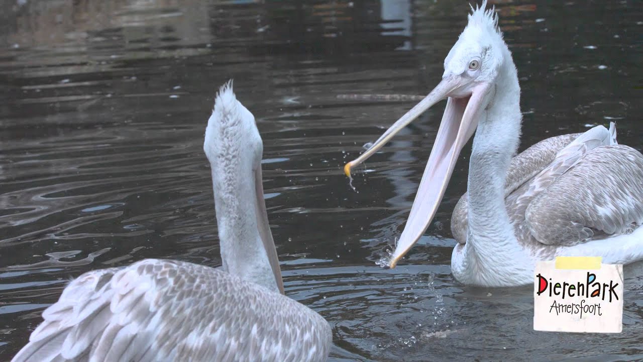 Dieren in slow motion - Kroeskoppelikaan
