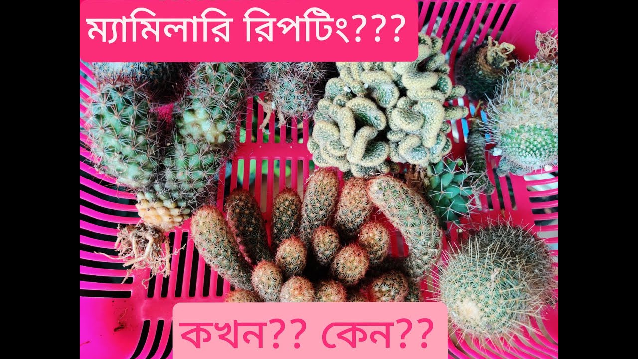 ম্যাম্মিলারিয়া ক্যাকটাস রিপটিং কখন?? ও কেন??(Mammillaria repotting when and why??)