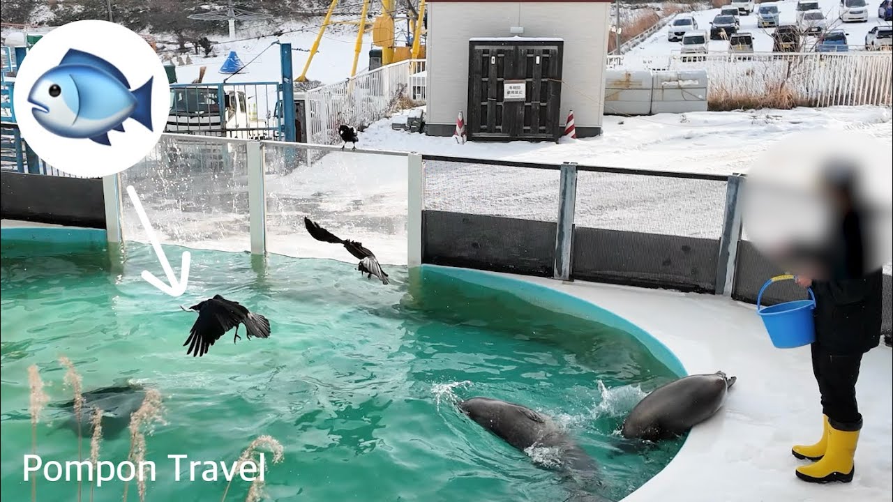 くやしい！カラスにエサの魚を取られちゃう ゴマフアザラシ｜おたる水族館