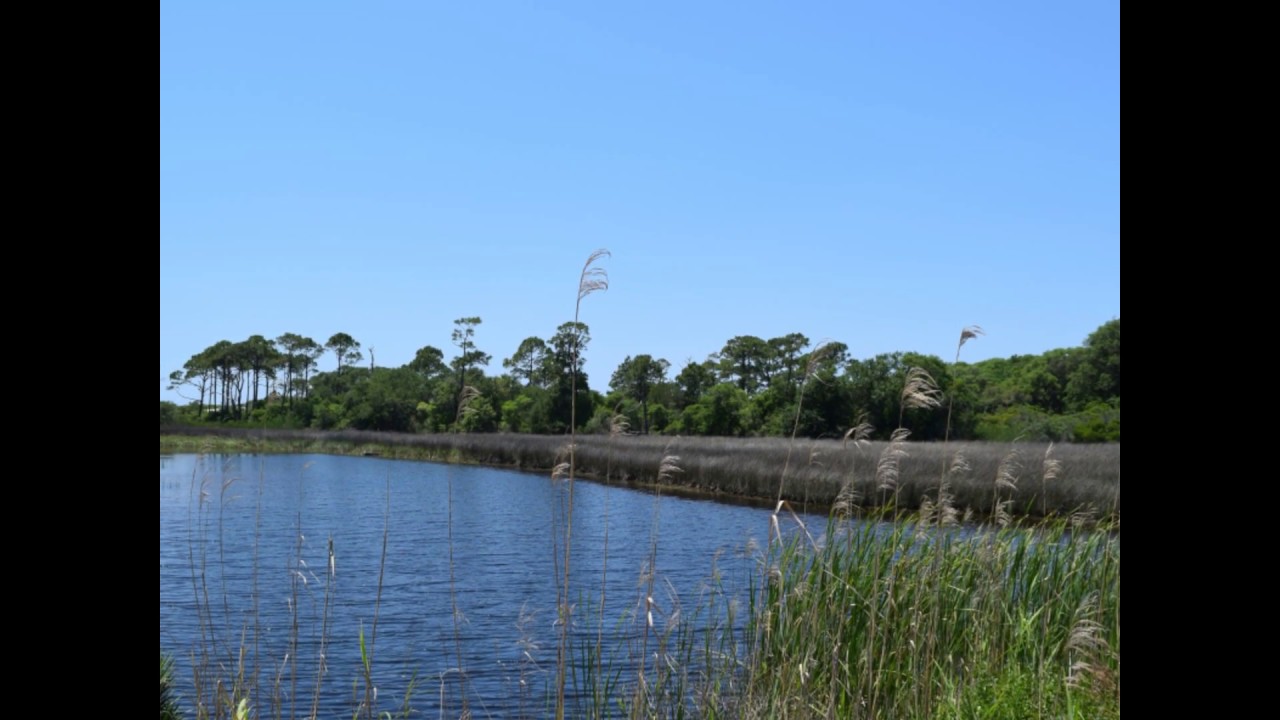 Camp Helen State Park, Florida, May 2018.