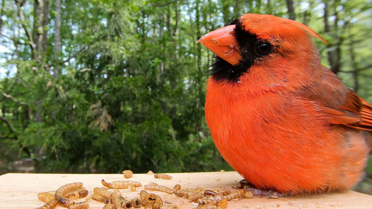 Cardinal Male Sings and Molting Female Feeds Fledglings