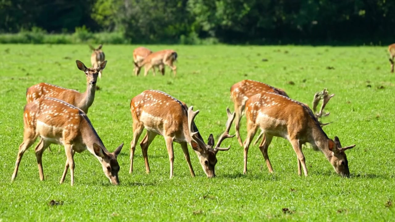 Animals Video Hub | Wildlife Explorer | Animal Popular Videos | The Mystery of the Fastest Warriors