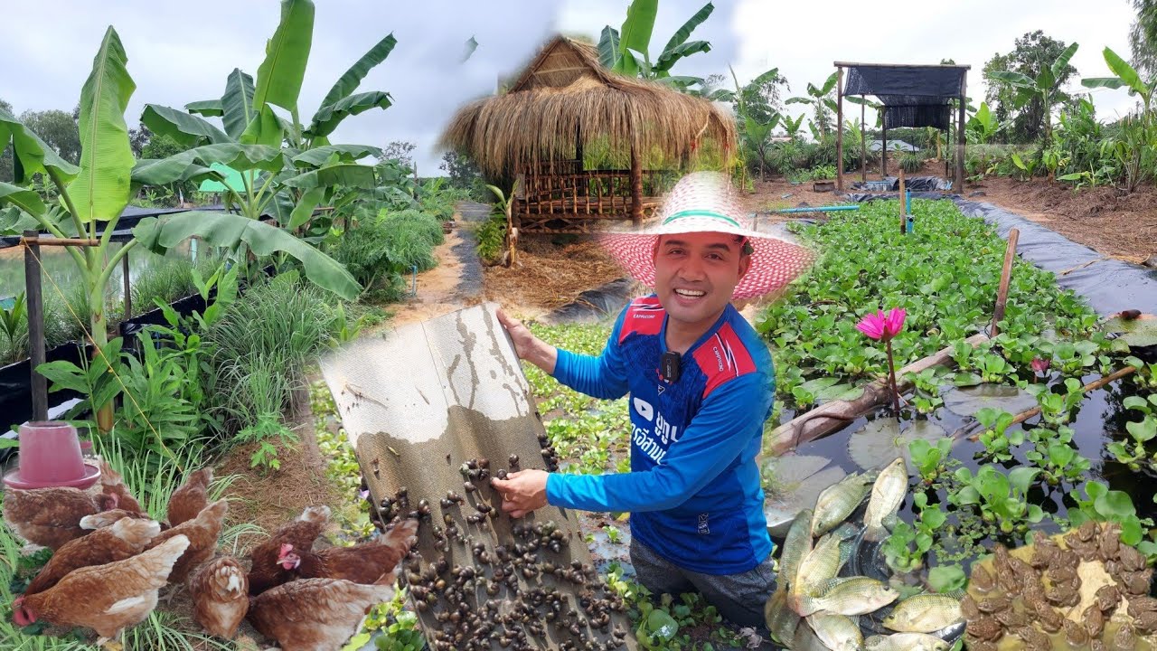 สวนบ่าวนิวทำแค่4เดือนแปลงใหม่!!เลี้ยงปลากุ้งฝอยหอยขมกบไก่ปลาไหล..สวนผักไม้ป่าไม้ผลมีครบ