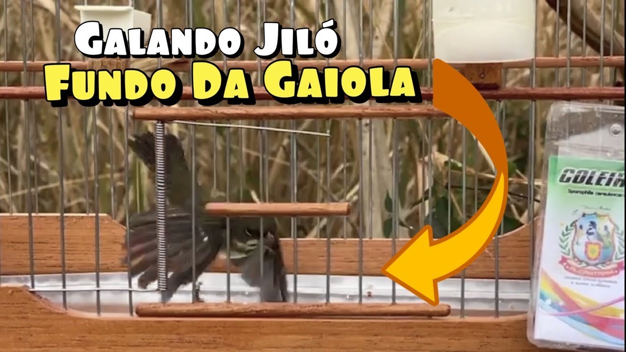 COMO FIBRAR COLEIRO E PAPA-CAPIM PARDO