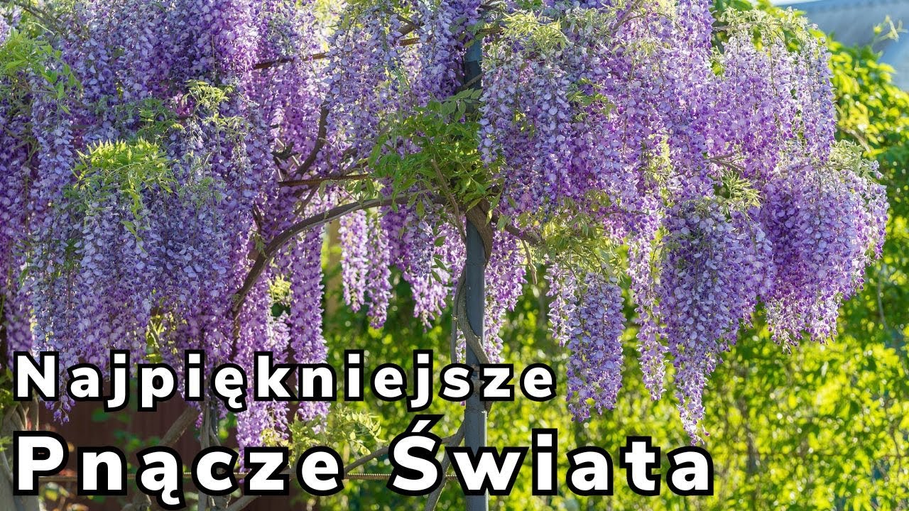 Projektantka Ogrodów zdradza sekrety uprawy Wisterii