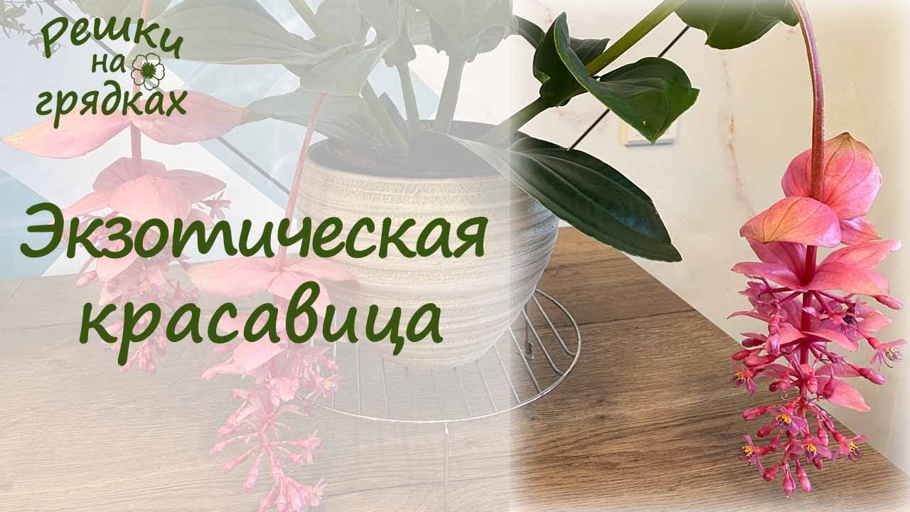 Мединилла Уход в домашних условиях Как с ней подружиться?