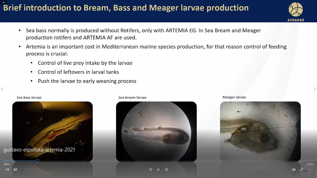 Use of Artemia in sea bream, sea bass and meager larvae production