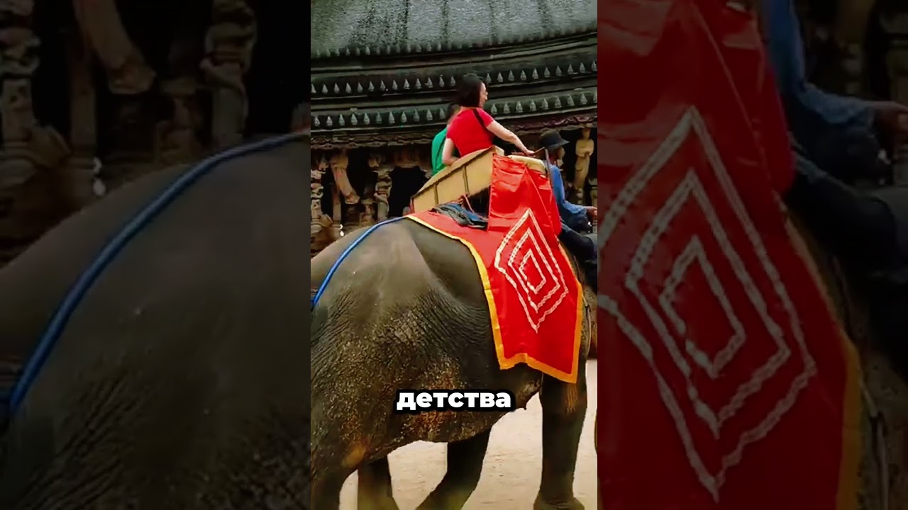 The Truth About Elephant Riding That People Don't Talk About... #elephants #animalprotection #ani...
