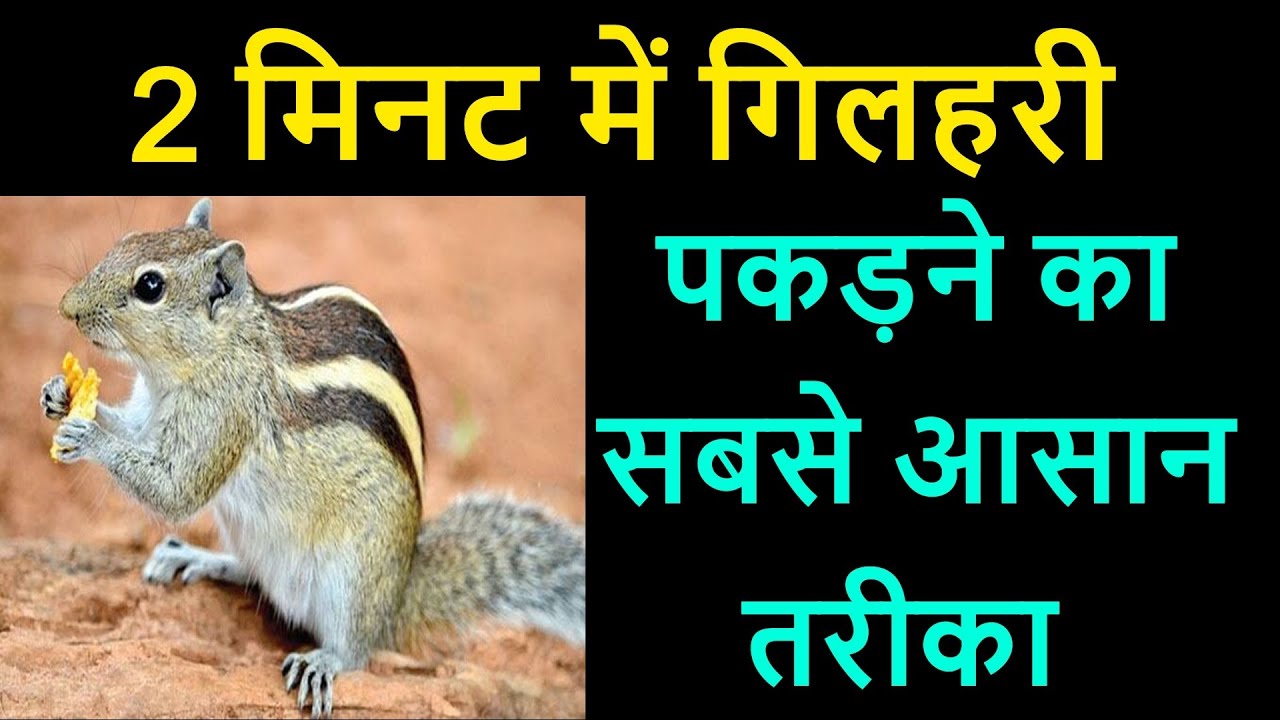 1 मिनट में गिलहरी पकड़ने का सबसे आसान तरीका ! gilhari kese pkde !