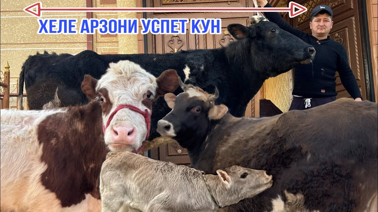 МОХОИ ИМРУЗА ХЕЛЕ АРЗОНИ ШУД 13 февраля 2026 г.