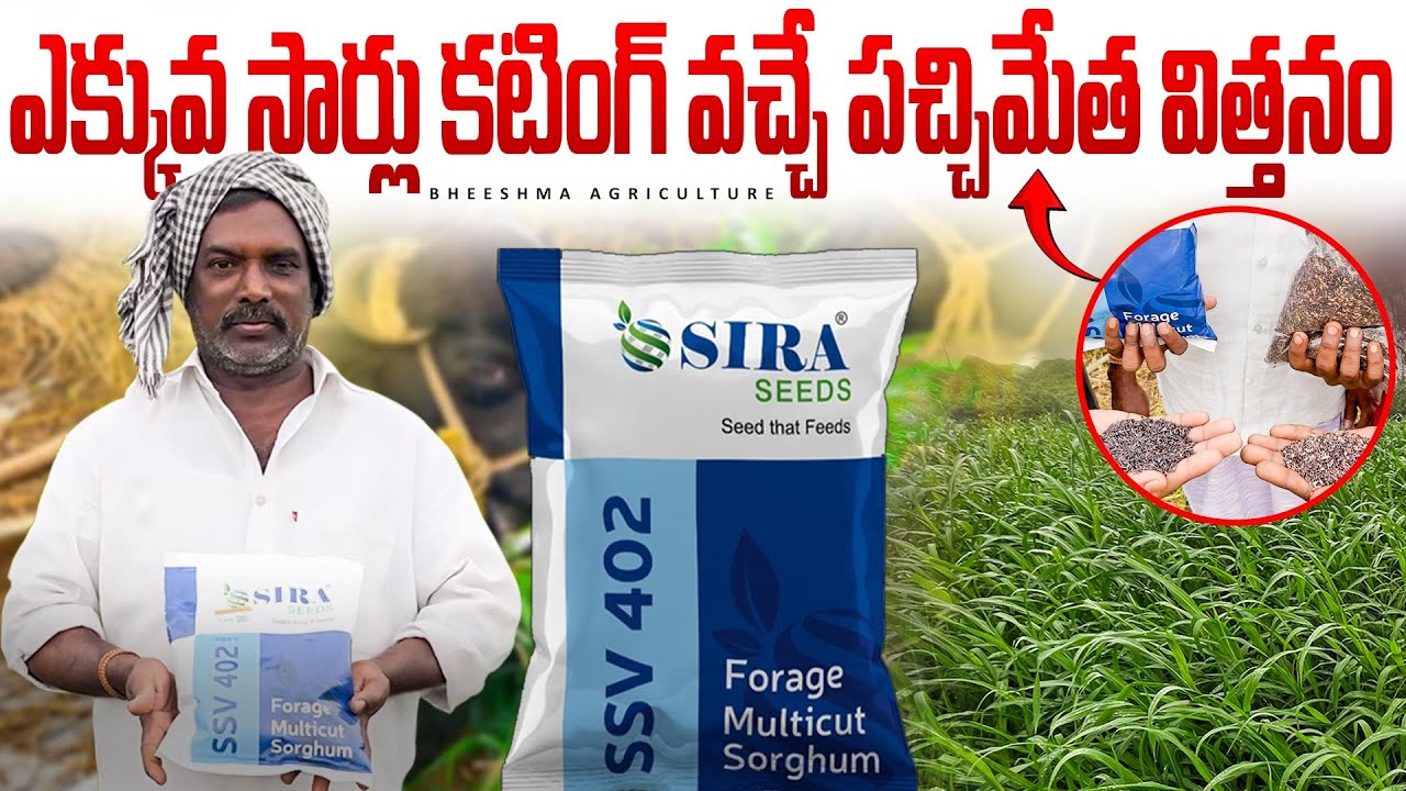 ఎక్కువ కటింగ్స్ ఇచ్చే పచ్చిమేత SSV 402 | Multi Cut Fodder Grass | Sira Seeds | Bheeshma Agriculture