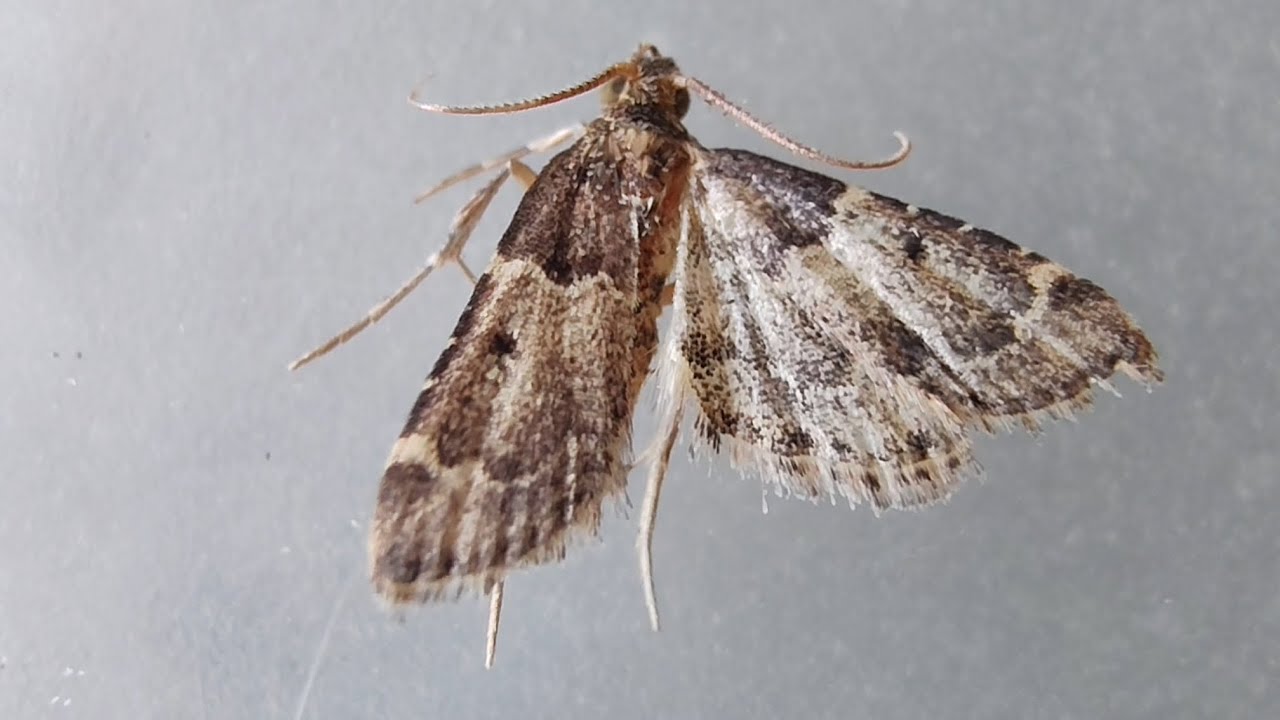 A Tropical Meal Moth (Pyralis manihotalis)