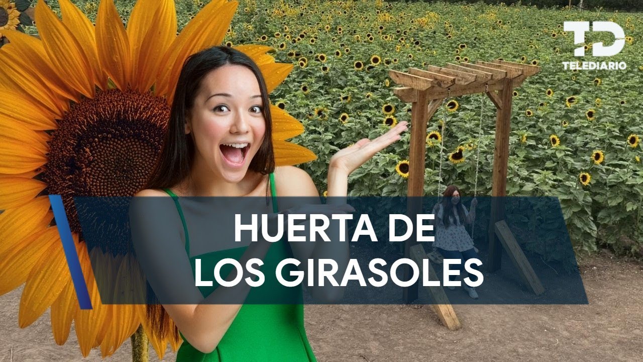 Abre sus puertas Huerta de los Girasoles en Arteaga, Coahuila