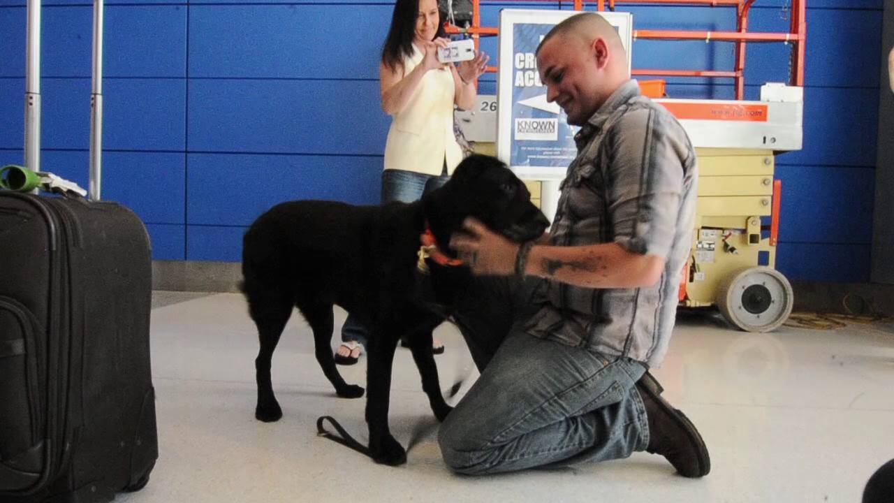 Soldier reunites with wartime service dog at Metro Airport