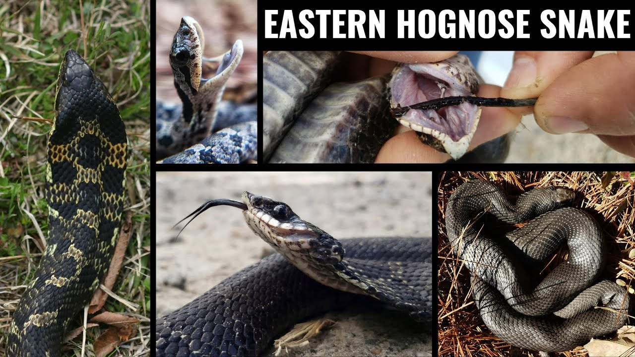 Eco Bite - Episode 21 - Dramatic Hognose Snakes