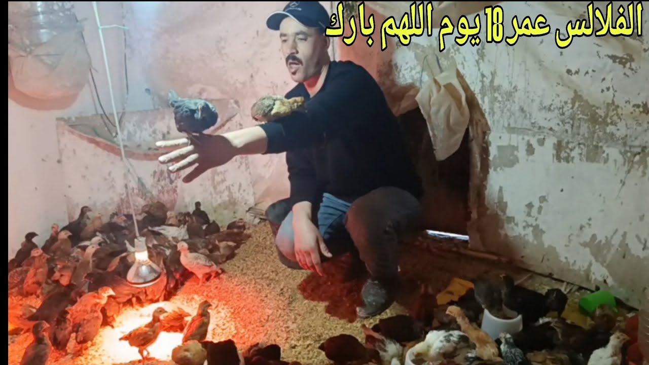 الكتاكيت في عمر 18 يوم اللهم بارك الحمد لله والشكر لله