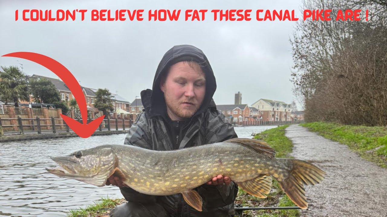  Uk URBAN CANAL pike fishing ! 