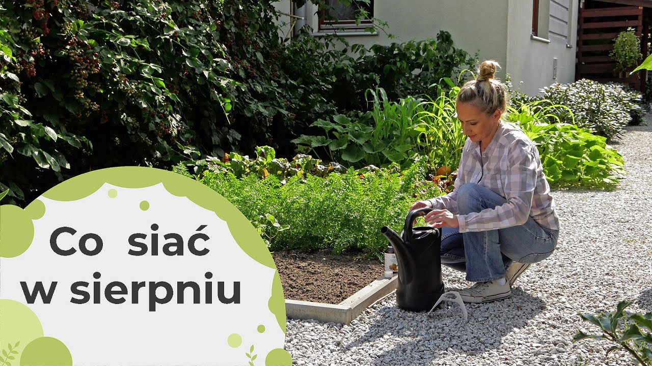 Co siać w sierpniu w warzywniku?