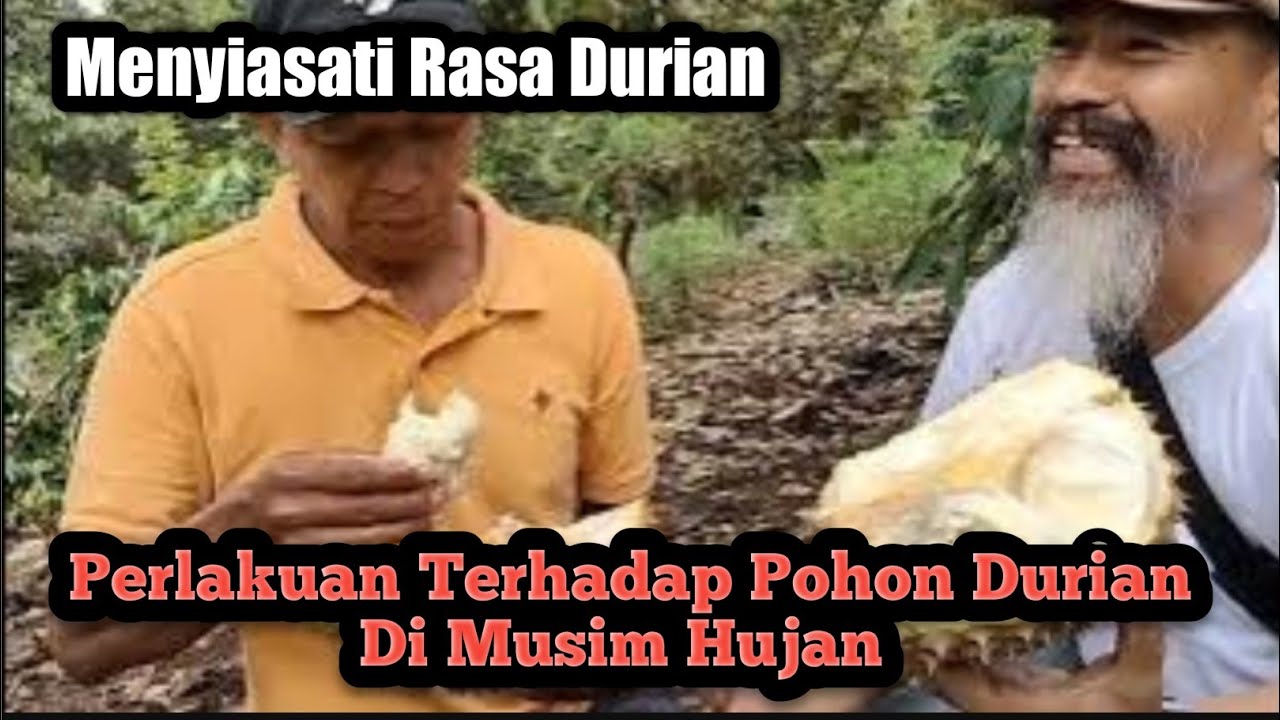 Mengatasi Rasa Buah Durian Di Musim Hujan #durian