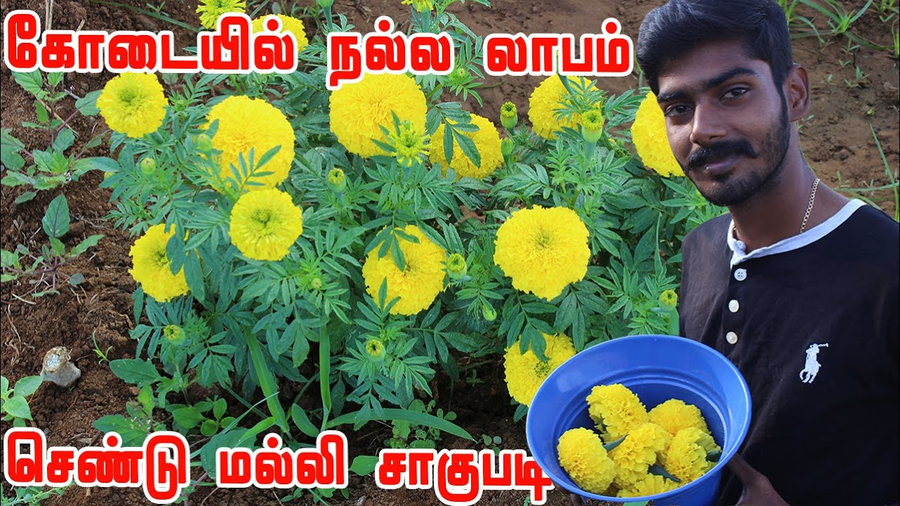 10 ஆண்டுகாலமாக தரிசாக கிடந்த நிலத்தில் செண்டு மல்லி & காய்கறி சாகுபடி செய்து அசத்தும் இளைஞர்