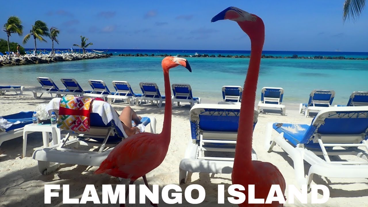 Flamingo Beach Aruba Private Island 4K