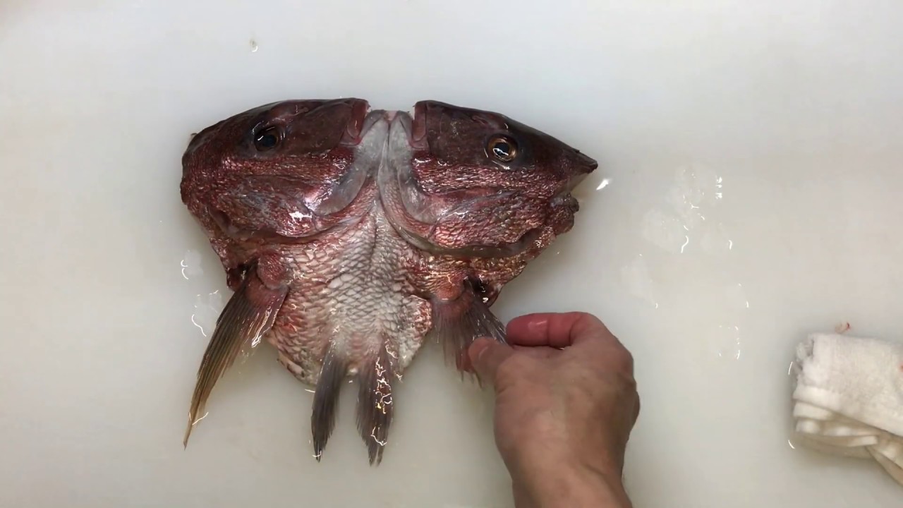 【プロ直伝】 鯛のカブト割（魚の頭を半分に）魚の頭を半分に切る（割る）方法とコツ　なし割