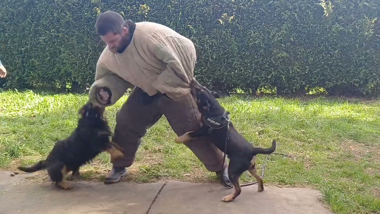 JAGD TERRIER 