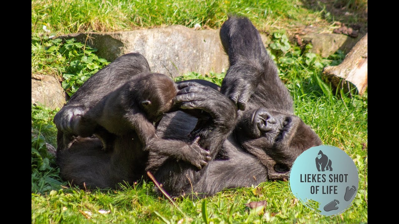 GORILLA BABY KIANGO PLAYING WITH AUNTIE NEMSI