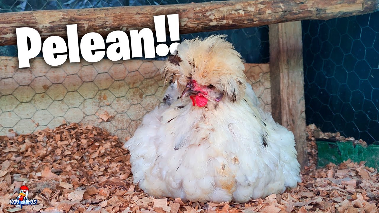 Uniendo a las gallinas Polacas después de tanto tiempo 😲