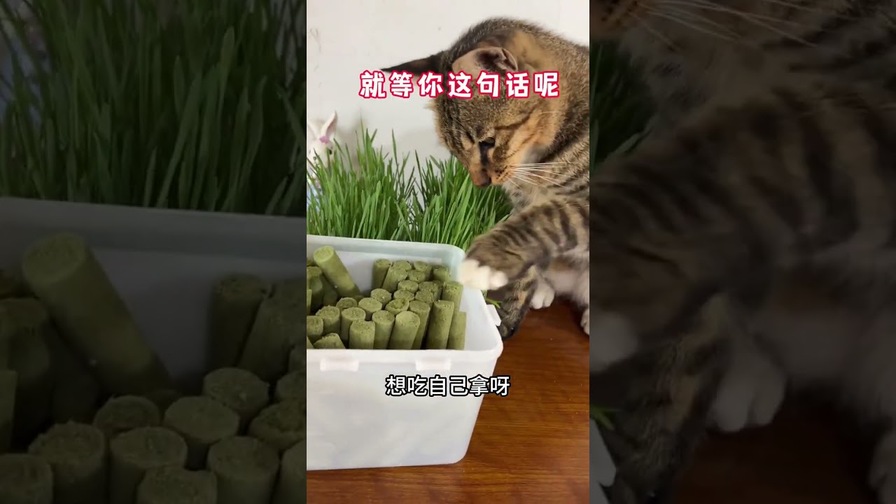 大咪第一次带这么多只小猫太辛苦 小花脸吃人嘴软 答应来帮妈妈带孩子#大咪 #狸花猫 #田园生活