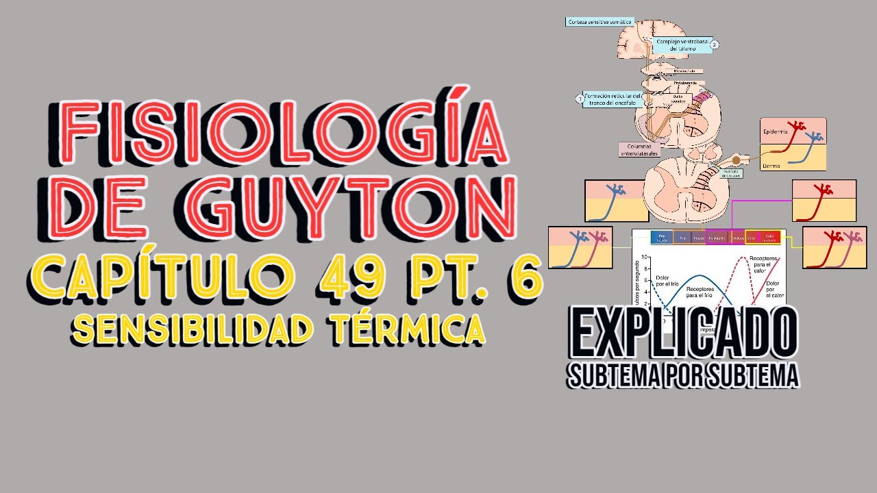 CAP 49 6/6: Sensibilidad térmica l Fisiología de Guyton