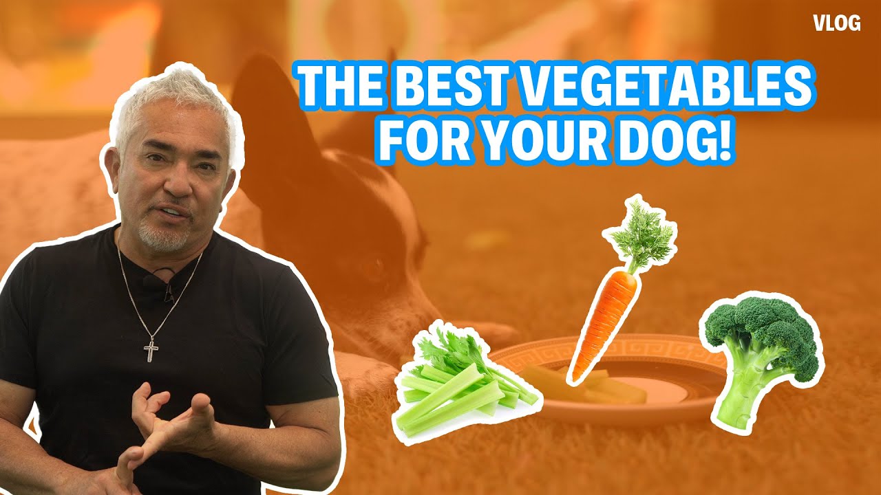 ЛУЧШИЕ ОВОЩИ ДЛЯ ВАШИХ СОБАК | СОВЕТЫ ДЛЯ СОБАК №5