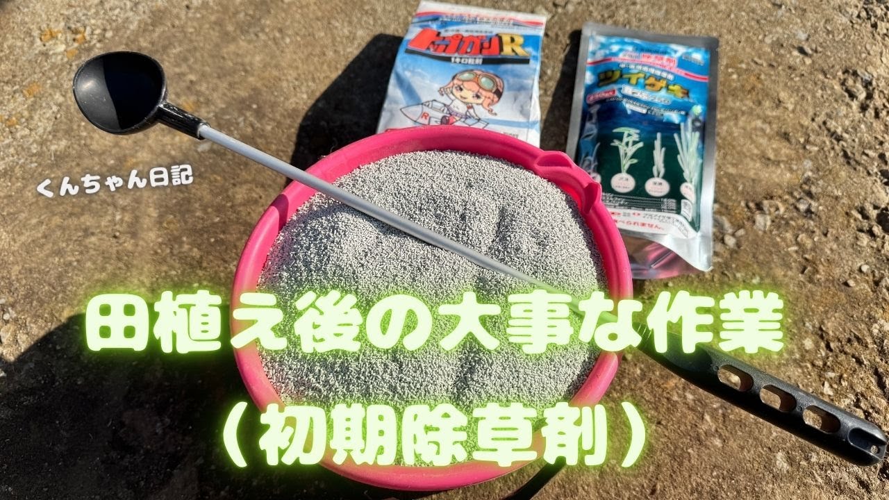 田植え後の大事な作業（初期除草剤）
