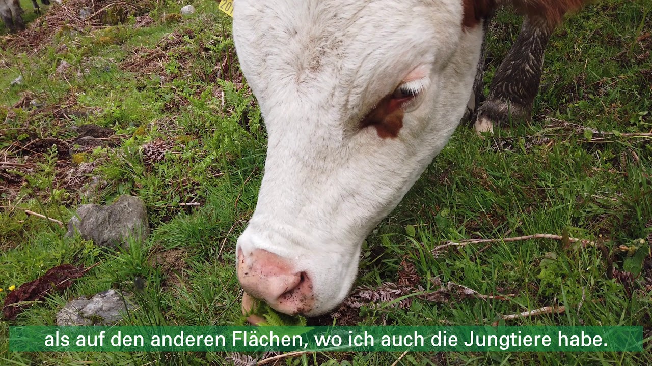 Kulturlandschaft Alm erhalten: Farnflächensanierung