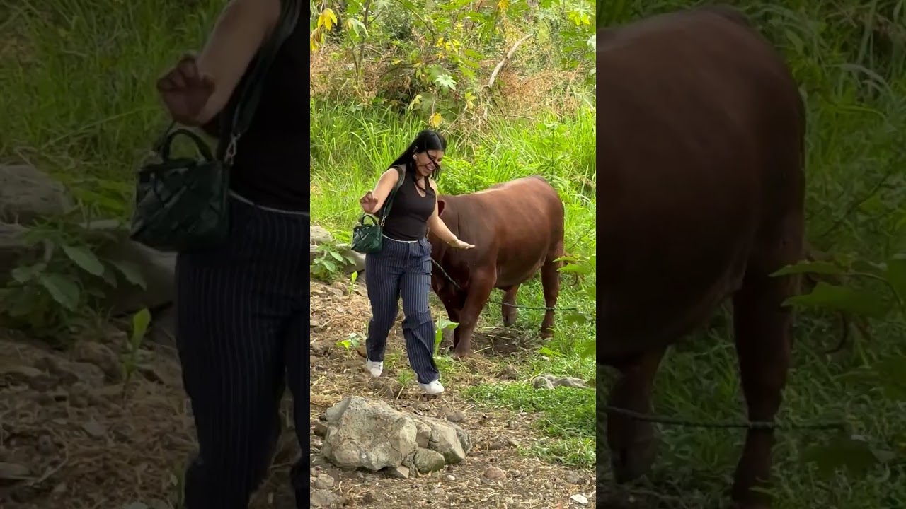 Hilarious Farm Animal Moments