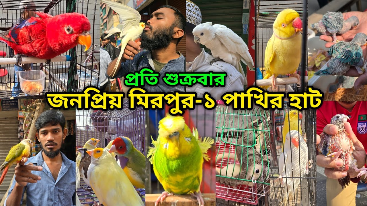 মিরপুর-১ পাখির হাট ২৩/০১/২০২৬ | মিরপুর-১ পাখির হাট | Mirpur-1 Bird Market | Mirpur-1 pakhir hat 2026