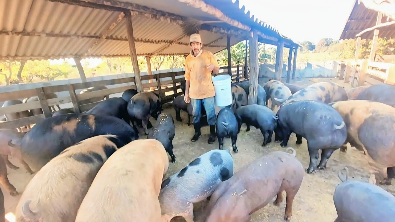 Ele ficou rico em 06 anos começou com 08 leitões hj tem mais de 500 porco (parte 02)