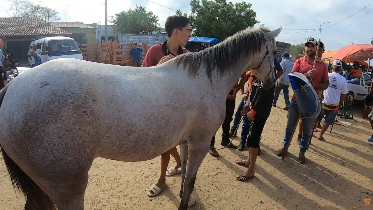 Feira de Cavalos de Tabira Pernambuco 28/01/2026 - #tabira #nordeste #cavalo