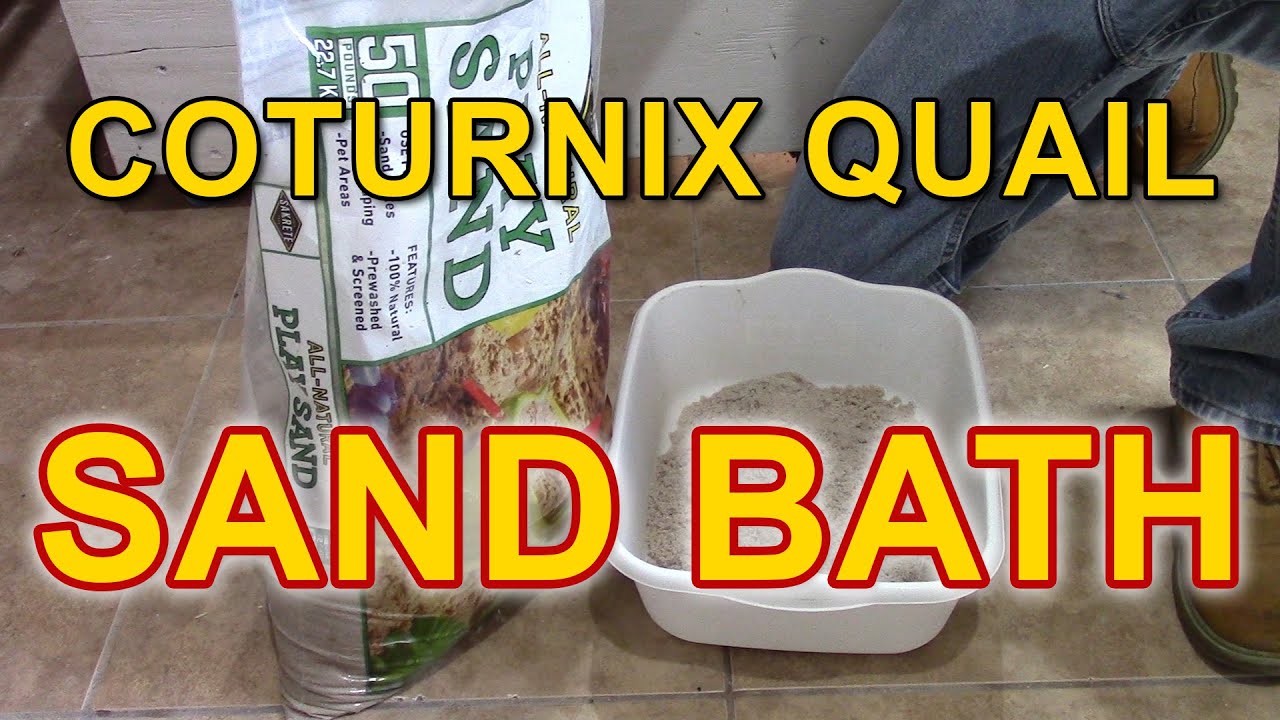COTURNIX QUAIL SAND BATH - Do Your Coturnix Quail Need One?