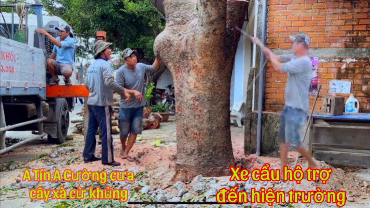 Cưa Cây Xà Cừ Khủng ngoài đường lộ trước cửa nhà Dân A Tín  A cuờng nhờ sự trợ giúp xe cẩu lớn