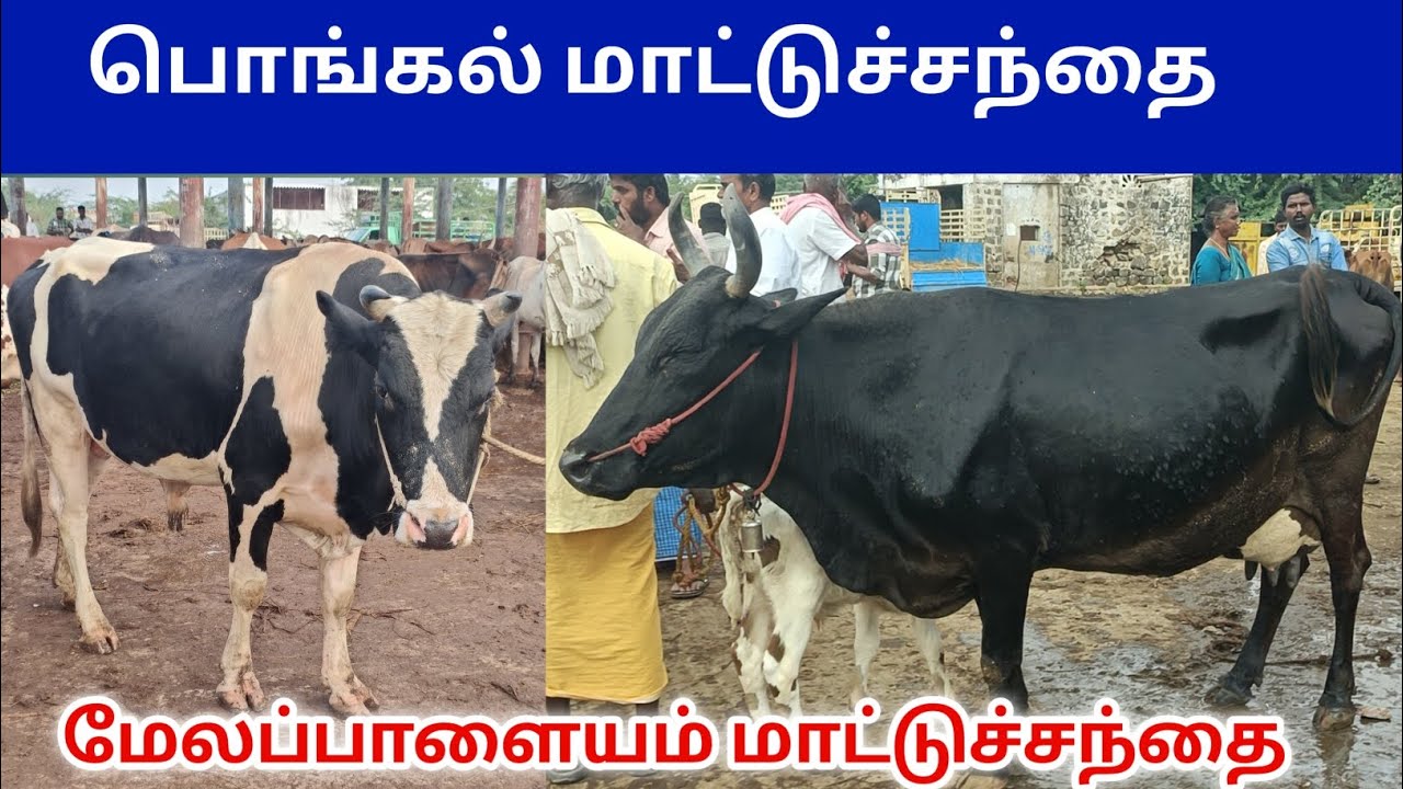 பொங்கல் மாட்டுச்சந்தை | மேலப்பாளையம் மாட்டுச்சந்தை | Melapalayam Cow Market 