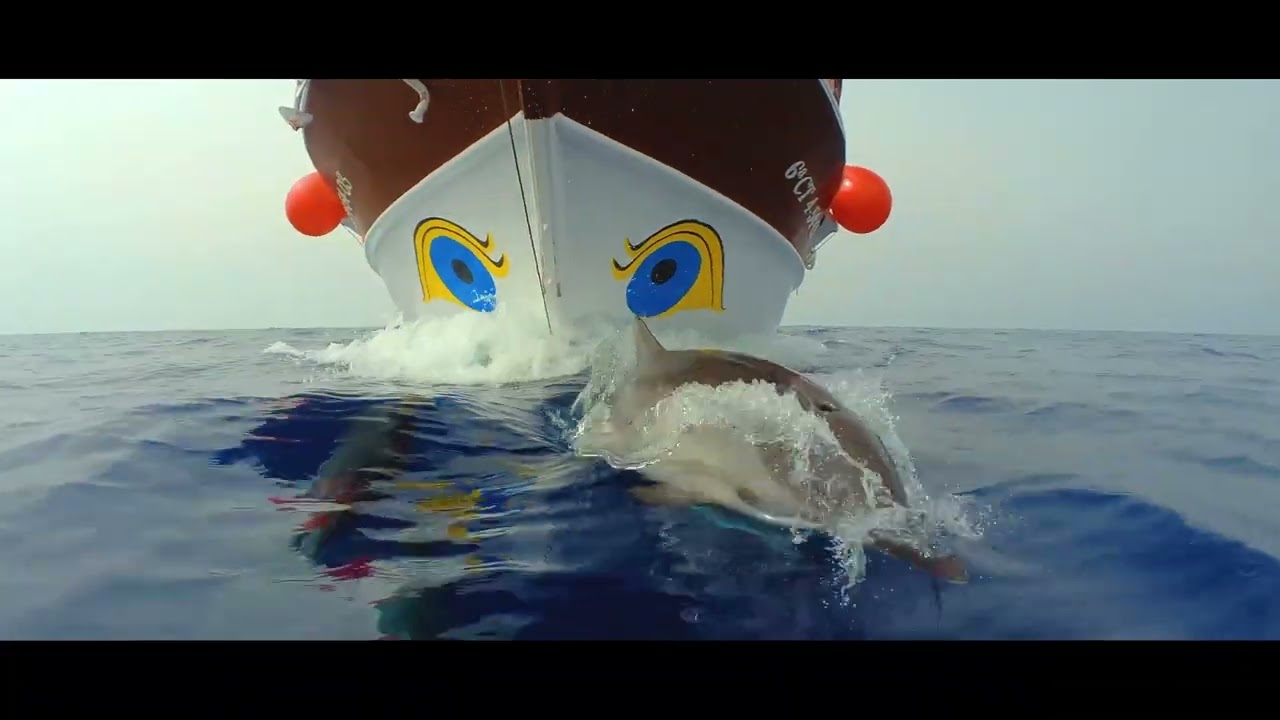 Navega con Delfines