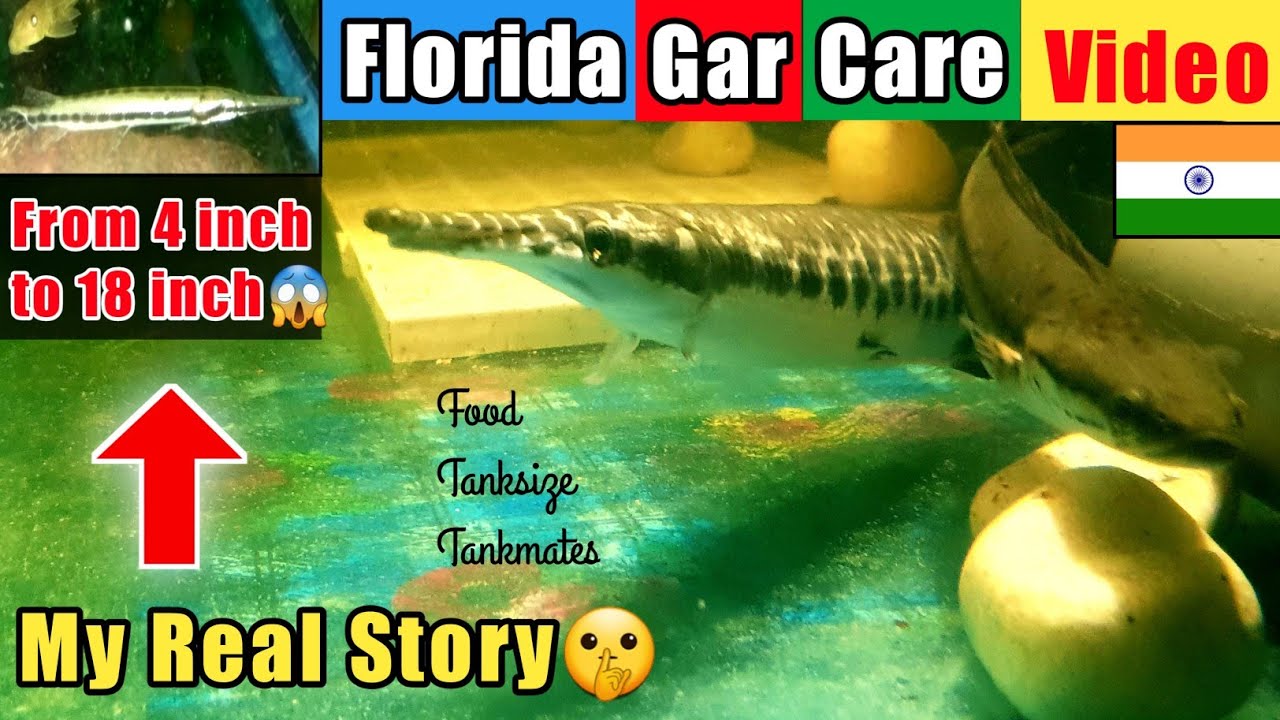 FLORIDA GAR CARE IN INDIA | Price, Tanksize, Best Food Longnose Gar Growth Rate Monster Fish India
